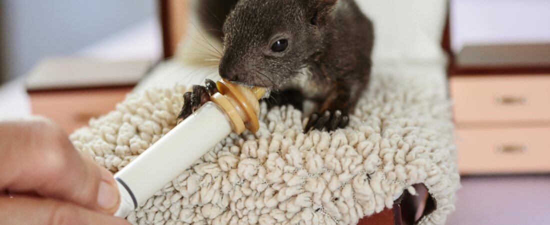 Concrètement, comment la Fondation L&rsquo;écureuil va vous aider