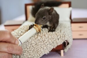 Concrètement, comment la Fondation L&rsquo;écureuil va vous aider